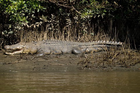 4-Day Cairns With Great Barrier Reef And Daintree Rainforest - Kalgoorlie Accommodation 6