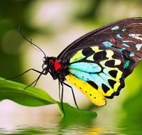 Australian Butterfly Sanctuary - Kalgoorlie Accommodation