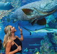Cairns Aquarium Family Tickets - Kalgoorlie Accommodation