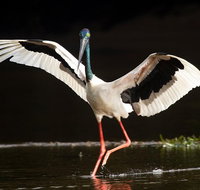 Daintree River - Private Photography Cruise - Kalgoorlie Accommodation