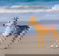Fraser Island 4WD Tour from Rainbow Beach - Kalgoorlie Accommodation