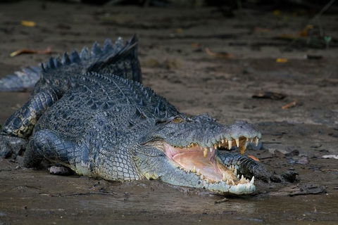 Daintree Afternoon Nocturnal Nature And Wildlife Tour - Kalgoorlie Accommodation 4