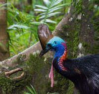 Daintree Afternoon Nocturnal Nature and Wildlife Tour - Kalgoorlie Accommodation