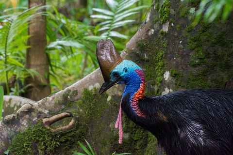 Daintree Afternoon Nocturnal Nature And Wildlife Tour - Kalgoorlie Accommodation 0