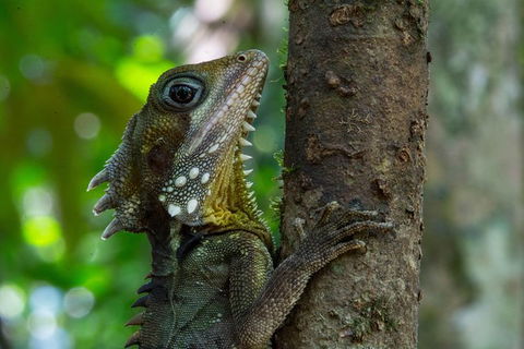 Daintree Afternoon Nocturnal Nature And Wildlife Tour - Kalgoorlie Accommodation 1