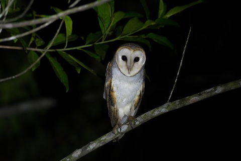 Daintree Afternoon Nocturnal Nature And Wildlife Tour - Kalgoorlie Accommodation 10
