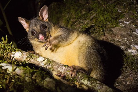 Daintree Afternoon Nocturnal Nature And Wildlife Tour - Kalgoorlie Accommodation 7