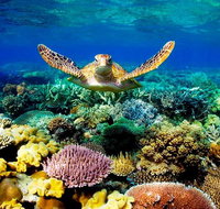 4-Day Cairns Ultimate Combo Daintree Rainforest Reef Kuranda  Paronella Park - Kalgoorlie Accommodation
