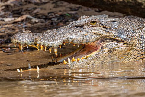 Daintree River Sunset Cruise - Kalgoorlie Accommodation 6