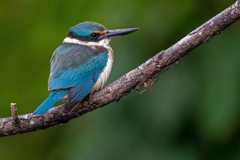 Daintree River Sunset Cruise - Kalgoorlie Accommodation 5