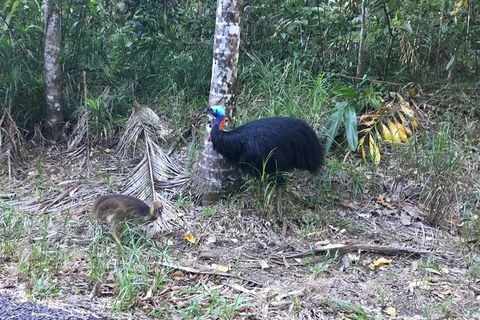 Daintree Luxury Limousine Tour - Full Day - Kalgoorlie Accommodation 8