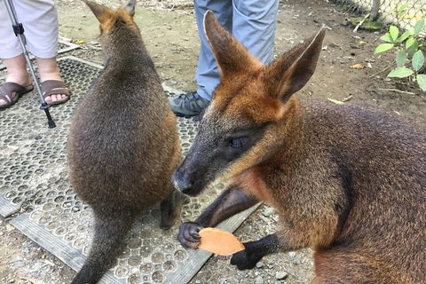 Daintree Luxury Limousine Tour - Full Day - Kalgoorlie Accommodation 7