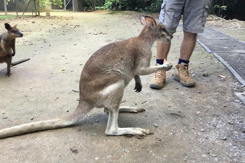 Daintree Luxury Limousine Tour - Full Day - Kalgoorlie Accommodation 10