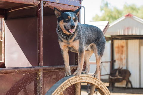Cobb And Co Stagecoach Experience - Kalgoorlie Accommodation 3