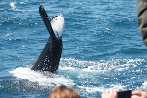 Half-Day Whale Watching In Urangan - Kalgoorlie Accommodation 2