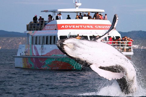 Half-Day Whale Watching In Urangan - Kalgoorlie Accommodation 0