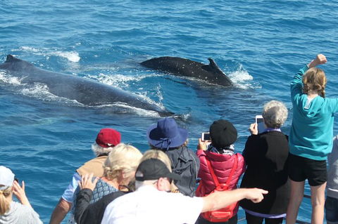 Half-Day Whale Watching In Urangan - Kalgoorlie Accommodation 4