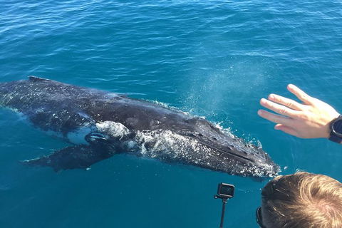 Half-Day Whale Watching In Urangan - Kalgoorlie Accommodation 6