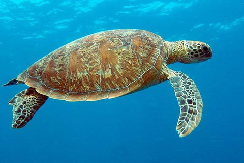 Cairns & Port Douglas All-Inclusive 7 Days Touring Package - Kalgoorlie Accommodation 1
