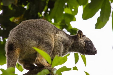 Cairns & Port Douglas All-Inclusive 7 Days Touring Package - Kalgoorlie Accommodation 8