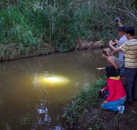 Rainforest  Nocturnal Wildlife Tour - Kalgoorlie Accommodation