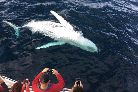 PRIVATE Whale Watching Tour - Up To 11 People In Your Group - Kalgoorlie Accommodation 1