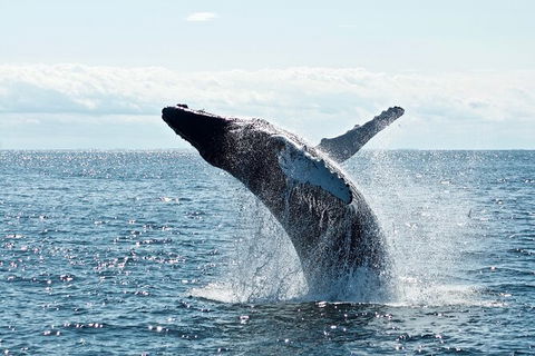 PRIVATE Whale Watching Tour - Up To 11 People In Your Group - Kalgoorlie Accommodation 0