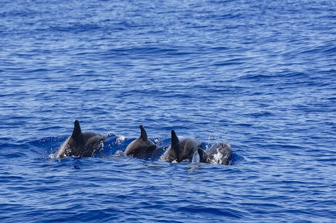 PRIVATE Whale Watching Tour - Up To 11 People In Your Group - Kalgoorlie Accommodation 3