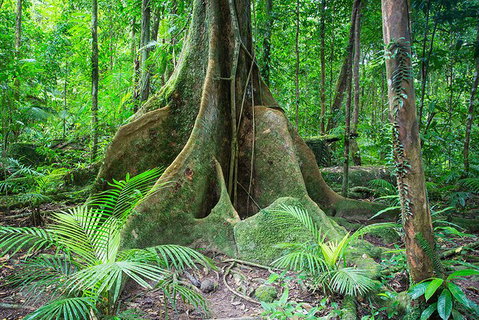 Mossman Gorge Adventure Day - Kalgoorlie Accommodation 1