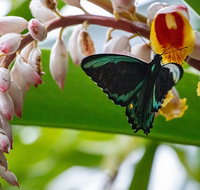 Australian Butterfly Sanctuary- Virtual Interactive Tour With Private Guide - Kalgoorlie Accommodation