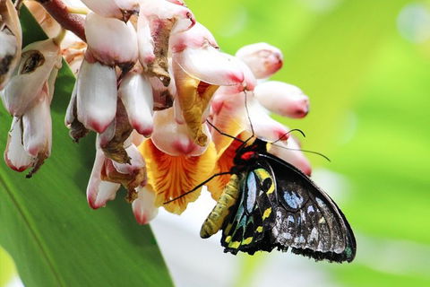 Australian Butterfly Sanctuary- Virtual Interactive Tour With Private Guide - Kalgoorlie Accommodation 7
