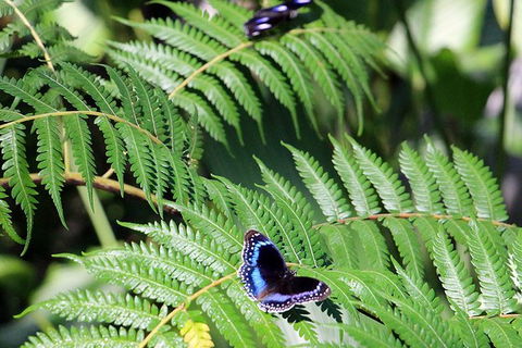 Australian Butterfly Sanctuary- Virtual Interactive Tour With Private Guide - Kalgoorlie Accommodation 3