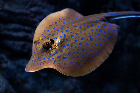 Cairns Aquarium Tour By Twilight With Drink And Appetiser - Kalgoorlie Accommodation 5