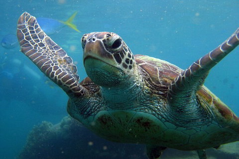 2 Night Whitsunday Islands Cruise On Atlantic Clipper From Airlie Beach - Kalgoorlie Accommodation 6