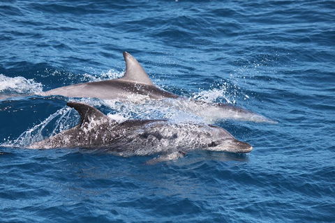 Sandy Straits Scenic & Wildlife Cruise - Kalgoorlie Accommodation 1