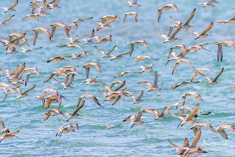 Sandy Straits Scenic & Wildlife Cruise - Kalgoorlie Accommodation 4