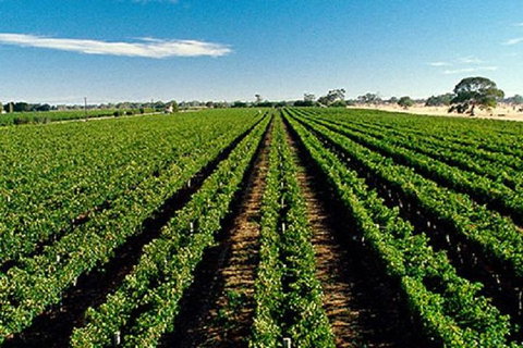 Adelaide Hills Wine Tour - Kalgoorlie Accommodation 1