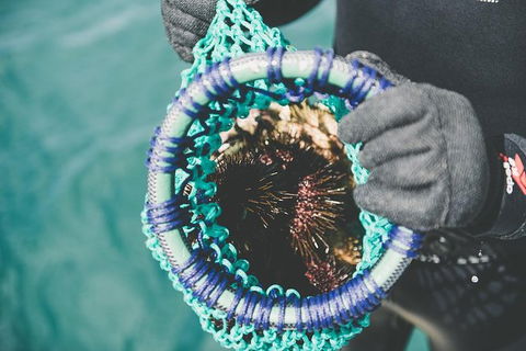 Deep-to-Dish: Tasmanian Seafood Experience - Morning Tour - Kalgoorlie Accommodation 6