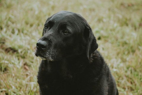 Daylesford Private, Corporate, Group Wine Tours: Wine, Cider, Gin, Vodka, Port! - Kalgoorlie Accommodation 4