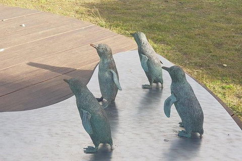 Phillip Island Penguin And Wildlife Tour - Kalgoorlie Accommodation 14