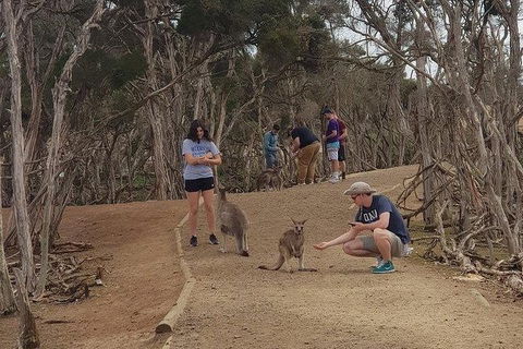 Phillip Island Penguin And Wildlife Tour - Kalgoorlie Accommodation 34
