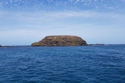 Phillip Island Penguin And Wildlife Tour - Kalgoorlie Accommodation 17