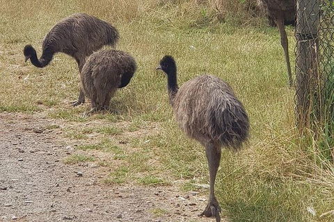 Phillip Island Penguin And Wildlife Tour - Kalgoorlie Accommodation 32
