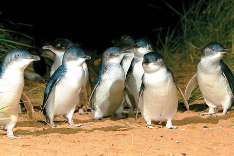 Phillip Island Penguin And Wildlife Tour - Kalgoorlie Accommodation 0