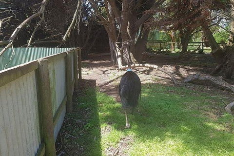 Phillip Island Penguin And Wildlife Tour - Kalgoorlie Accommodation 5