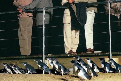Phillip Island Penguin And Wildlife Tour - Kalgoorlie Accommodation 20