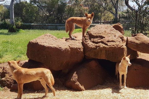 Phillip Island Penguin And Wildlife Tour - Kalgoorlie Accommodation 7