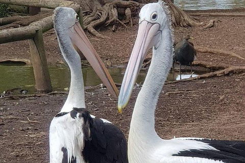 Phillip Island Penguin And Wildlife Tour - Kalgoorlie Accommodation 6