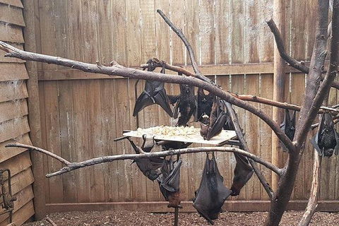 Phillip Island Penguin And Wildlife Tour - Kalgoorlie Accommodation 31