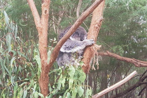 Phillip Island Penguin And Wildlife Tour - Kalgoorlie Accommodation 16